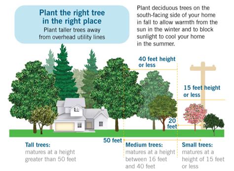 duke energy electric box vegetation|Duke Energy tree replacement.